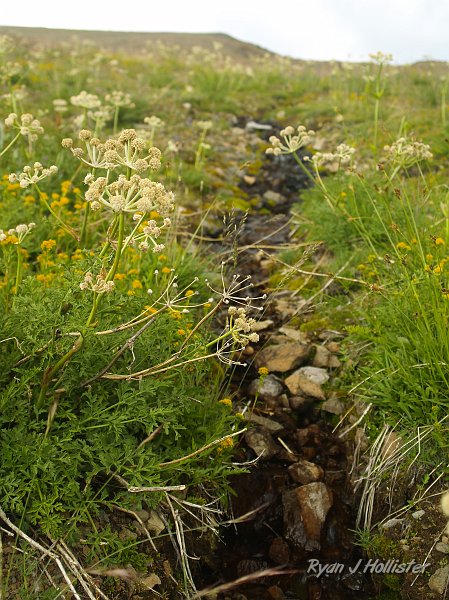 20090810_high_emigrant_lake_0242.JPG - Ranger buttons.   And it was here that I put my camera away due to hail & rain.