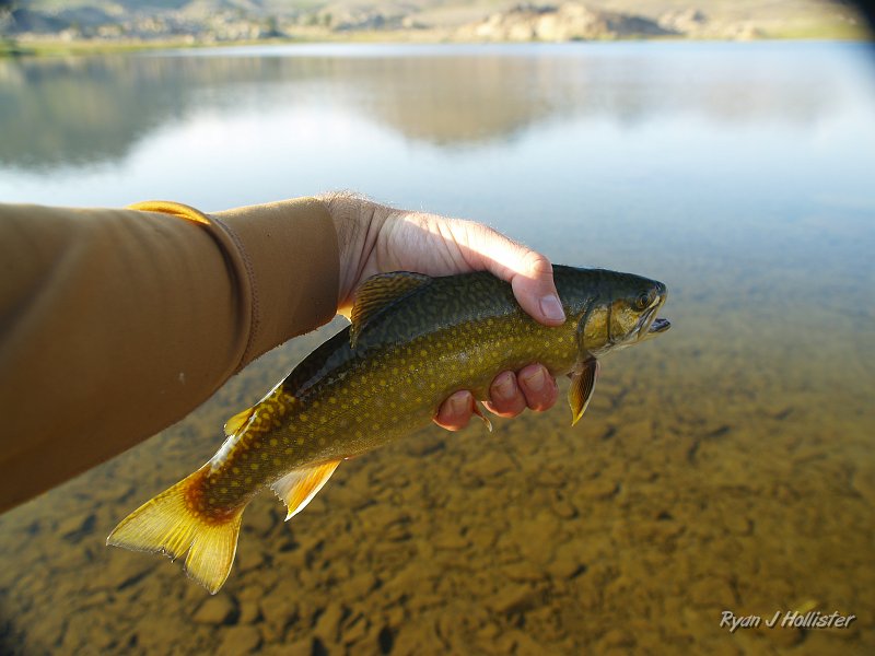 20090810_high_emigrant_lake_0265.JPG - My first brookie.  This 12" was the SMALLEST one I caught in a lake the entire trip and it still weighed over a pound.