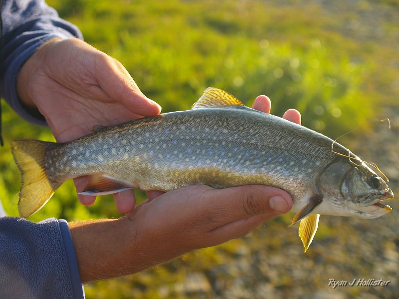 20090810_high_emigrant_lake_0268.JPG - Every fish we caught was well-fed and fought like hell.