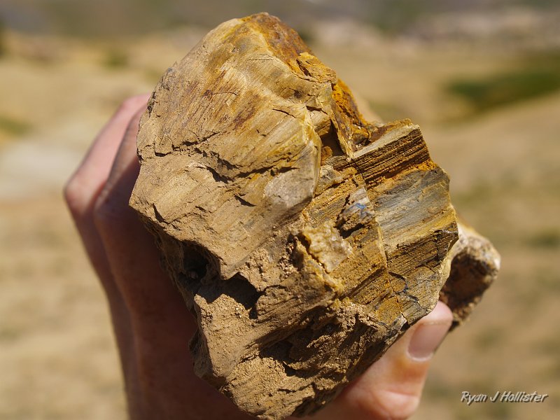 20090811_high_emigrant_lake_0067.JPG - But wait!  What's this I spy in next to the trail?  Why it's an amazing specimen of petrified wood!!! It would later pique my curriosity as to where it came from and would give me something to do other than fish.