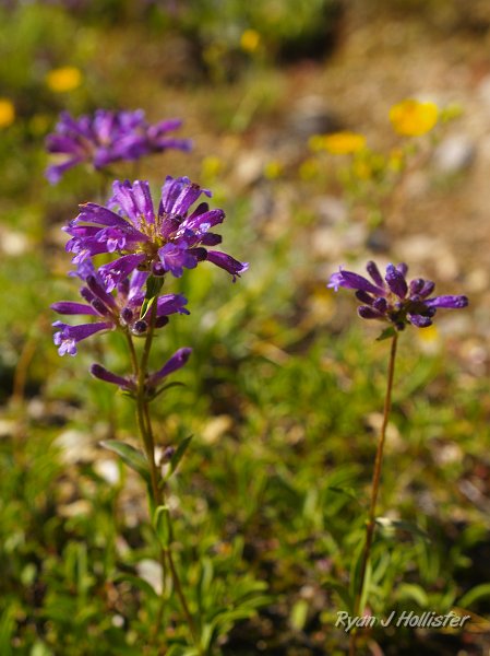 20090811_high_emigrant_lake_0073.JPG - Penstemon