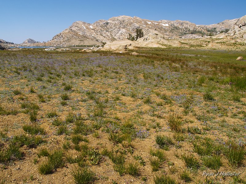 20090811_high_emigrant_lake_0077.JPG - Small lupines with the lake just peaking out in the top left of the photo.