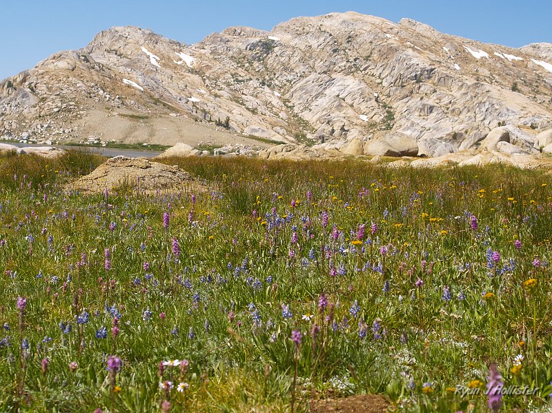 20090811_high_emigrant_lake_0082.JPG - Several varieties of lupine & elephants head.