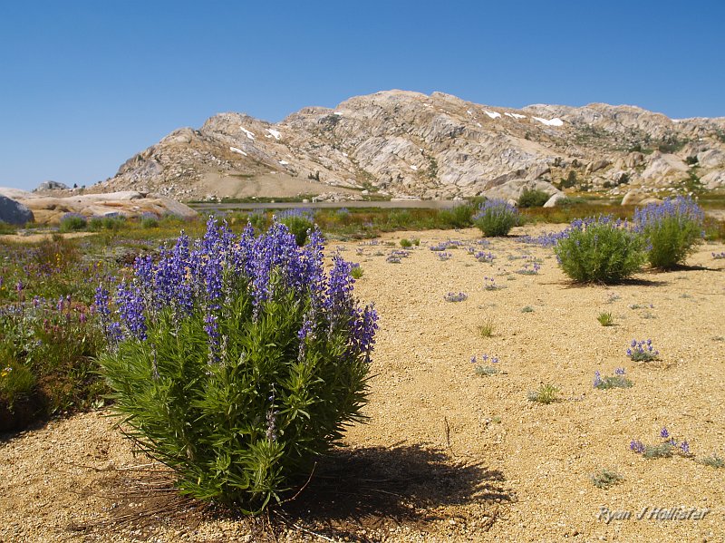 20090811_high_emigrant_lake_0083.JPG - Big lupine on a sandy wash leading to Emigrant MEadow Lake.