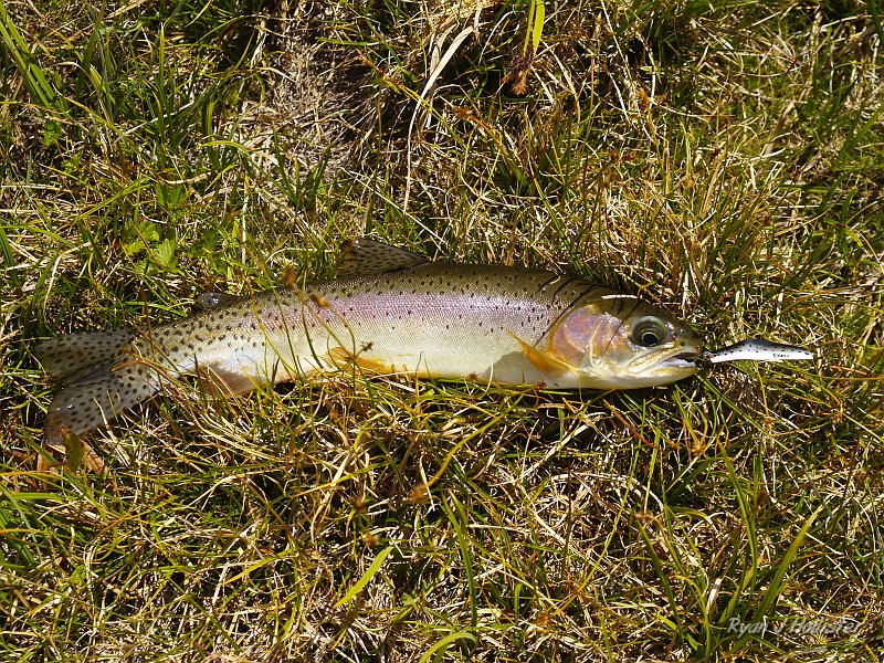 20090811_high_emigrant_lake_0101.JPG - Aha! My first rainbow of the day!  What a pretty torpedo.  He fought and jumped out of the water at every chance he got.  The Z-Ray lure is about 2 inches long for scale, making this guy about 11 inches.  I couldn't get over how large it's eyes were.