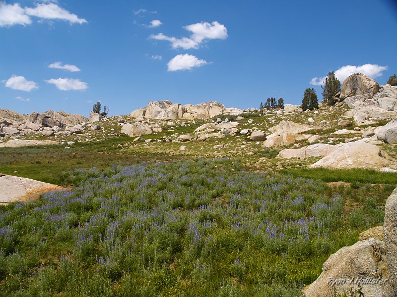 20090811_high_emigrant_lake_0119.JPG - So too was the lupine.