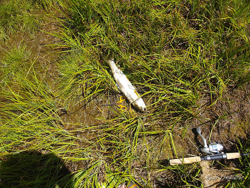 20090811_high_emigrant_lake_0127.JPG - OLYMPUS DIGITAL CAMERA