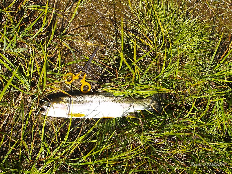 20090811_high_emigrant_lake_0128.JPG - This was the biggest rainbow that I landed. The pliers are a bit over six inches long, and when I measured the fish on my folks' HD TV we came up with 17" in length.