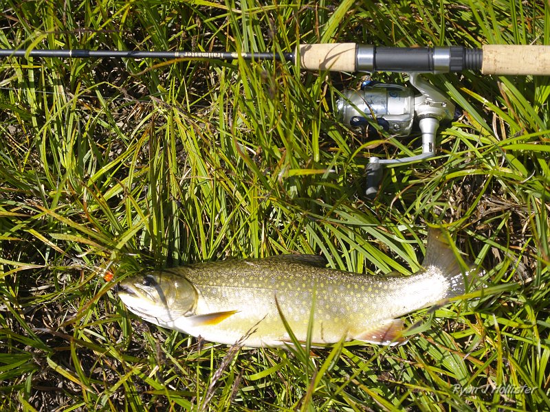 20090811_high_emigrant_lake_0129.JPG - Another large, fat brookie that put up a three minute fight.