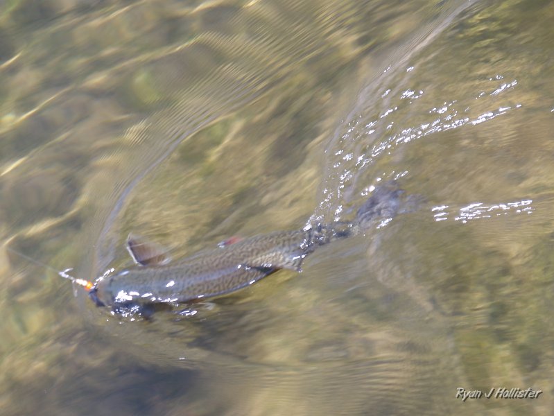 20090811_high_emigrant_lake_0131.JPG - This one didn't want to come in either.