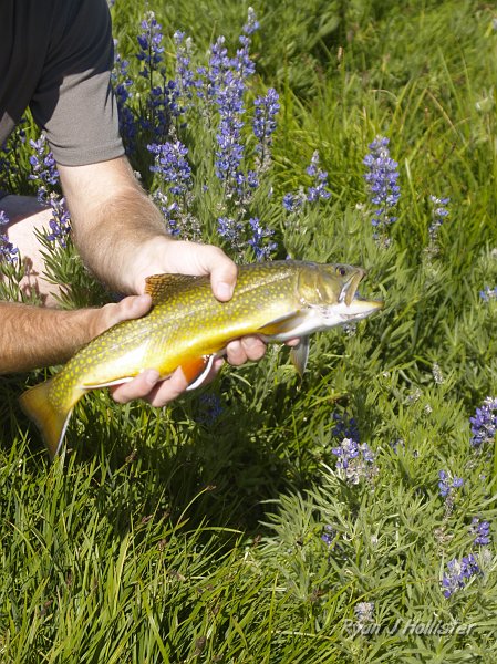 20090811_high_emigrant_lake_0134.JPG - Another shot, with lupine fo fun.