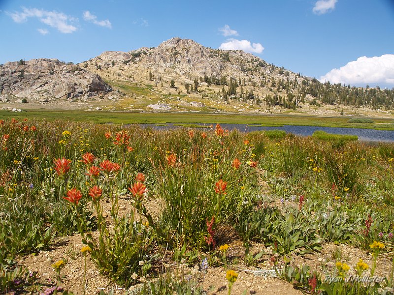 20090811_high_emigrant_lake_0138.JPG - Paintbrush.  This was a shot as we left the lake.