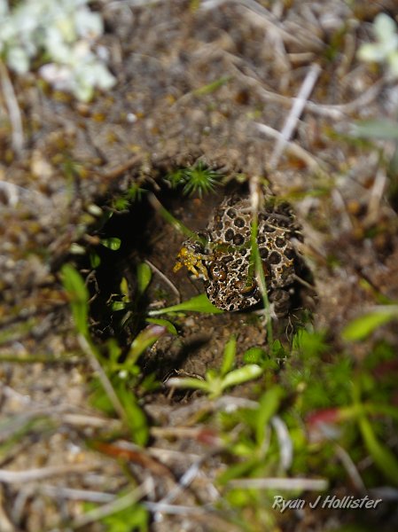 20090811_high_emigrant_lake_0142.JPG - But wait! What do I spy?