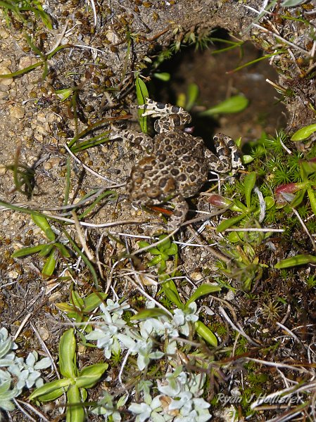 20090811_high_emigrant_lake_0144.JPG - It's an endangered Sierra Mountain Yellow Legged frog.  Non-native trout and a fungus have decimated these once abundant amphibians, so Steve & I considered ourself lucky to find one.