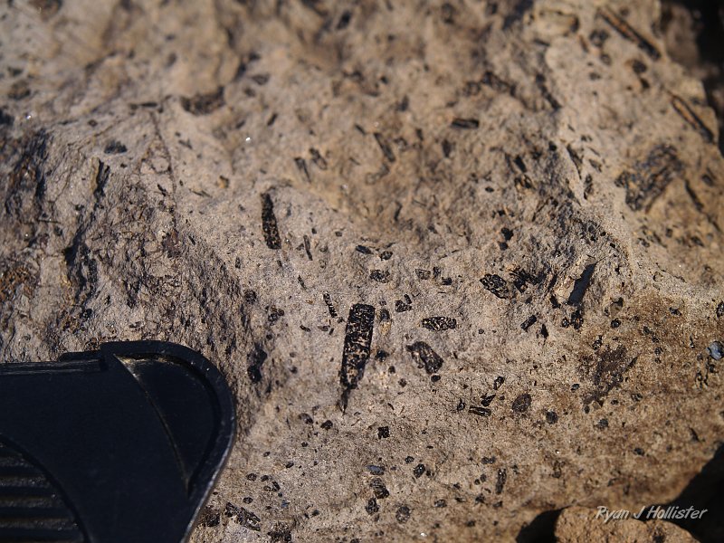 20090811_high_emigrant_lake_0146.JPG - The black minerals are hornblende crystals (about 1" long) in the pinkish volcanic rock called andesite.  When large crystals are surrounded by a matrix of really small crystals (such as in this photo... the pink stuff really is made up of microcrytals, I swear!) we say the rock has a porphyritic texture.