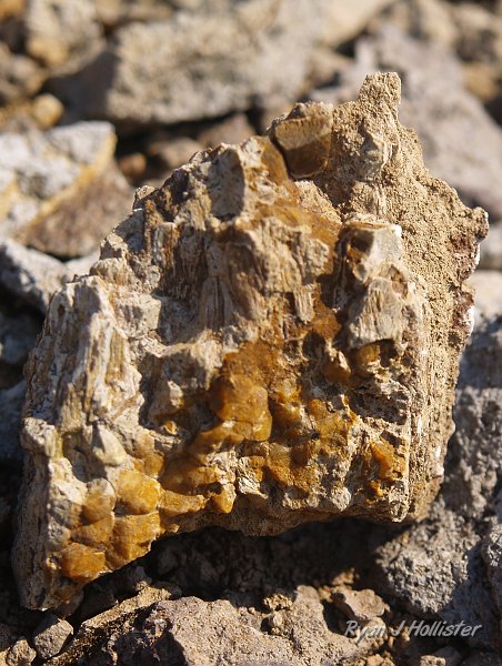 20090811_high_emigrant_lake_0148.JPG - Here's what I went looking for!  More petrified wood coming out of a distinct gray andesite member.