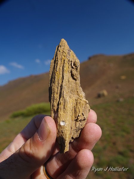 20090811_high_emigrant_lake_0150.JPG - Another nice bit of petrified wood.
