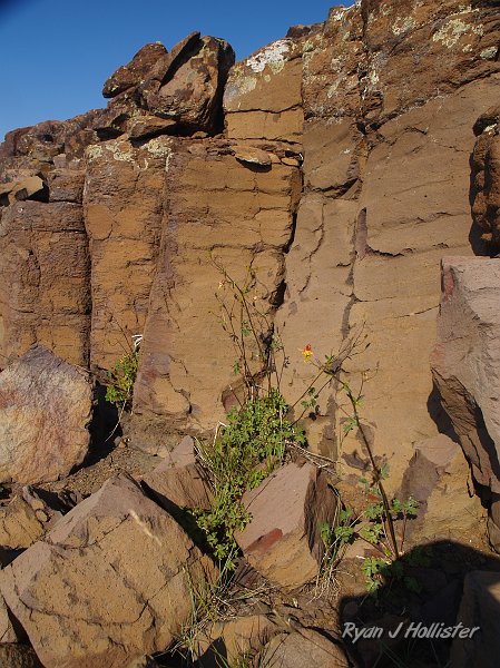 20090811_high_emigrant_lake_0162.JPG - A lone columbine grows next to the columnar joints of the andesite.