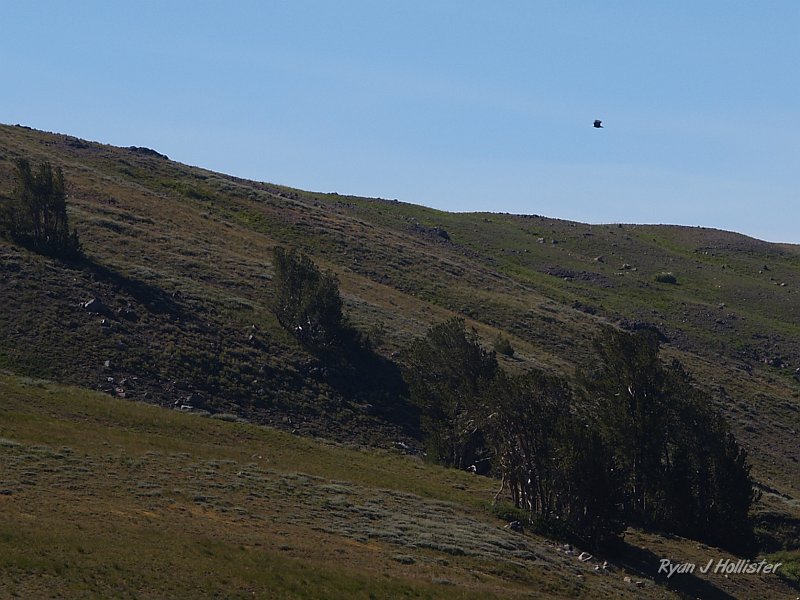 20090812_high_emigrant_lake_0031.JPG - You just have to trust me that the blur in teh sky is a bald eagle.