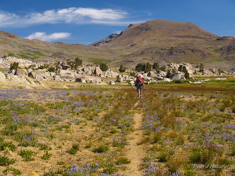 20090812_high_emigrant_lake_0034.JPG - But at least the flowers were nice.