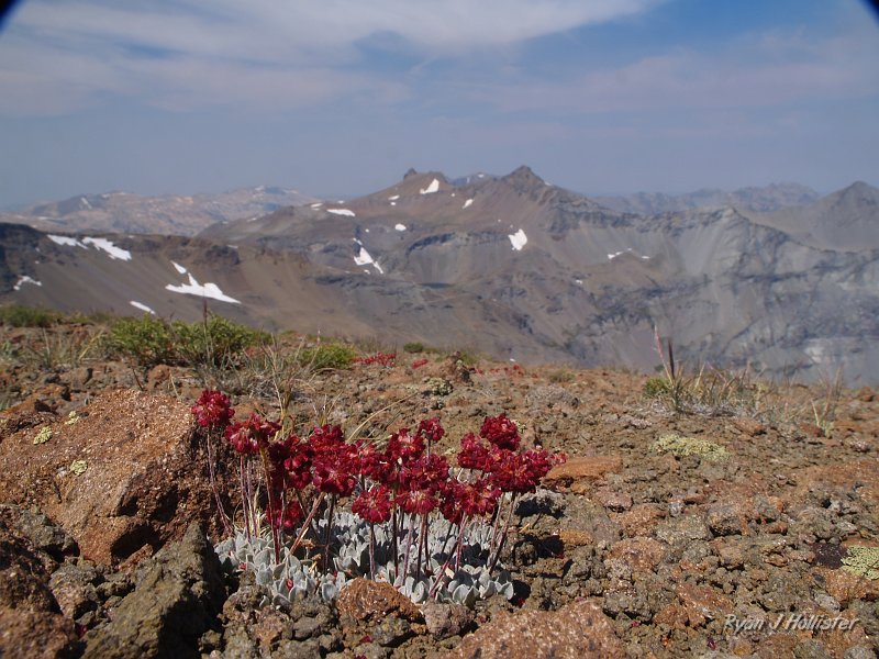 20090812_high_emigrant_lake_0045.JPG - I cannot for the life of me find the name of these flowers.  But they have a nice view perched on top of Big Sam.