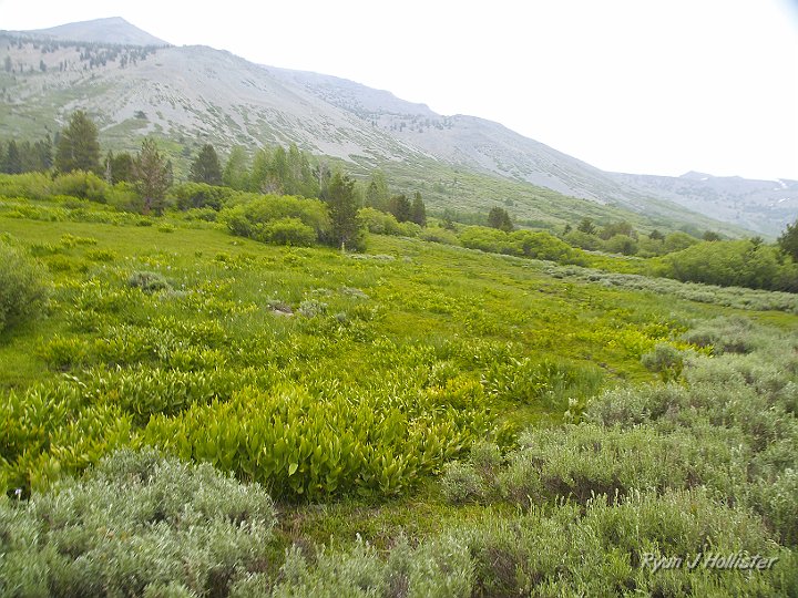 _6309990.JPG - Our first view of the amazing meadows below Kennedy Lake.