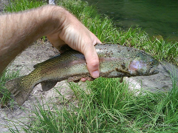 DSC00165.JPG - This area must not get fished often, because my dad & I nailed a bunch of fat, happy wild rainbow.