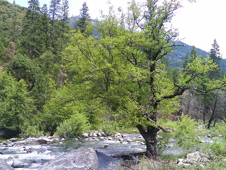 DSC00167.JPG - Take a close look at the tree...