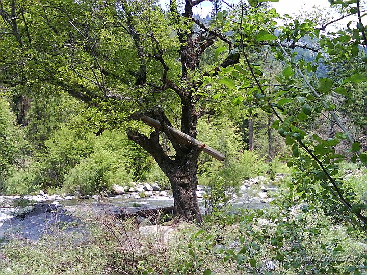 DSC00168.JPG - The river can JAM during high water!  How the tree even stayed rooted is beyond me.