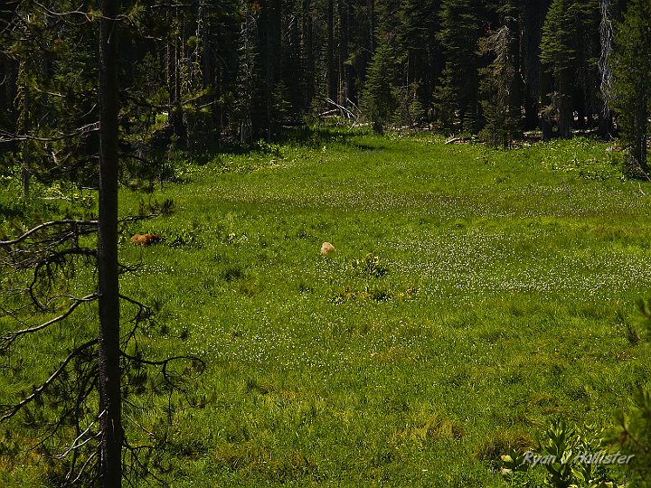 _7010061.JPG - The following photos are from a long day trip through ALL of Yosemite to show Heloise just how great American National Parks are.   There are two bears in the photo, I promise.