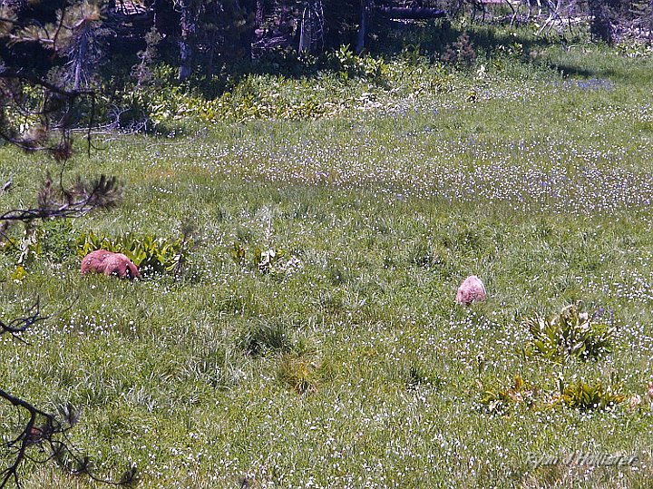 _7010062.JPG - They're still a bit hard to pick-out, but the bears created quite a stir near crane flat.