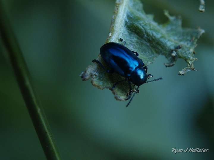 _7010105.JPG - While roaming around one of the valley meadows we came across several metalic beetles.  There was a strong breeze, so it was difficult getting a clear shot.