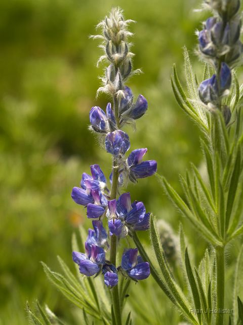 _7074037.JPG - Lupine