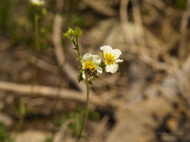 _7074047.JPG - Wood Strawberry