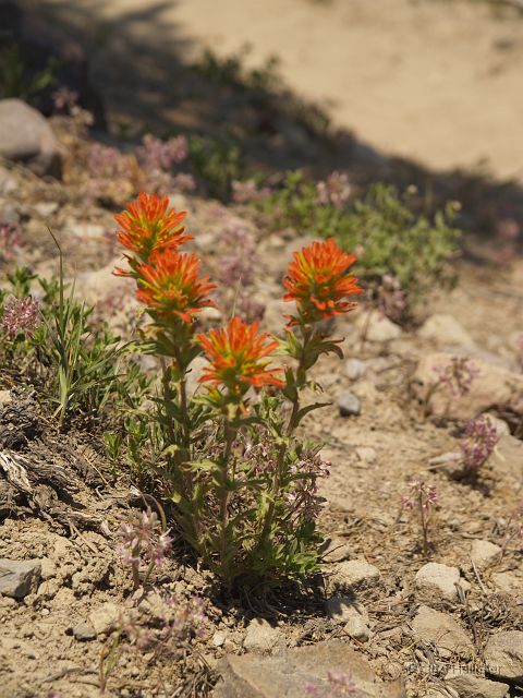 _7074061.JPG - Indian Paintbrush