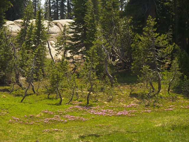 _7074074.JPG - Pretty pink Red Mountain Heather growing amongst the firs.