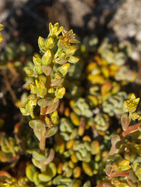 _7074096.JPG - Sierra Stonecrop