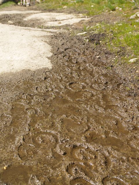 _7074101.JPG - The Chewing Gum Lake Trail is very popular among horseback riders, as evidenced from this mud.