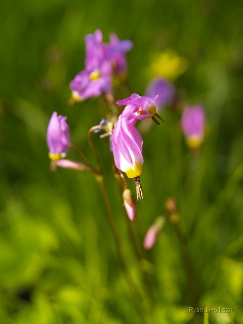 _7074108.JPG - Next to Bell Creek were tons of Shooting Stars.