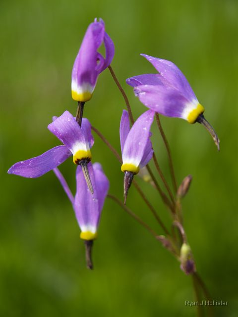 _7074115.JPG - Shooting Stars