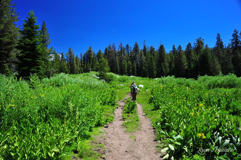 RJH_4196.JPG - Coyote Meadow, chalk-full of corn lily, lupine and paintbrush.