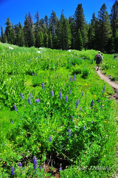 RJH_4199.JPG - Ginormous lupine.