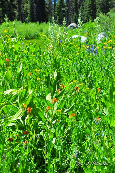 RJH_4200.JPG - Corn lily (white), paintbrush (red), lupine (purple), and a few larkspur (blue, foreground), mixed-in with some yellows that I cannot ID.