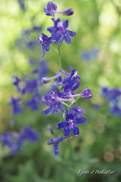 RJH_4207.JPG - Larkspur.
