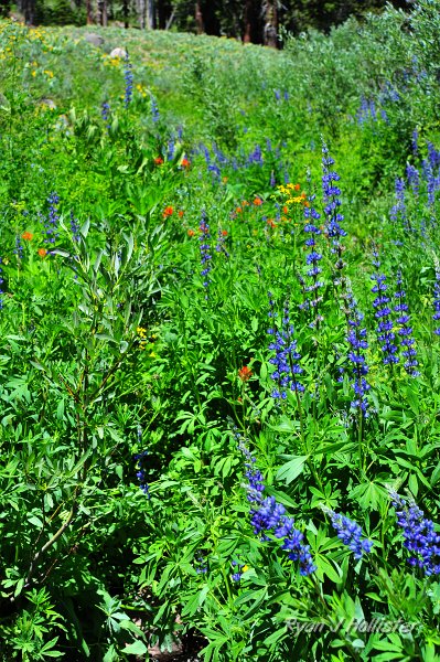 RJH_4217.JPG - A close-up of all the flowers.