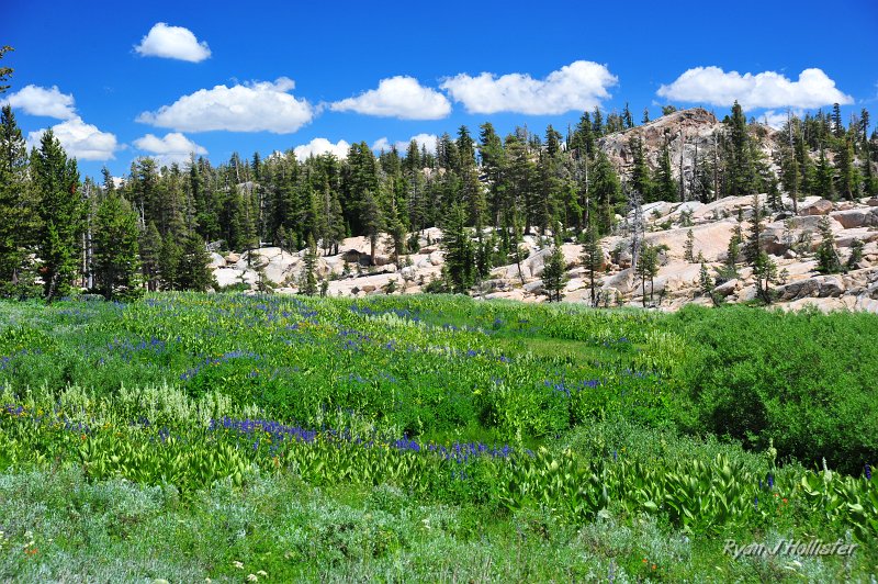RJH_4220.JPG - Are the flowers evident in this photo?