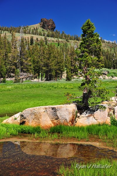 RJH_4228.JPG - Cooper Peak and a tree.