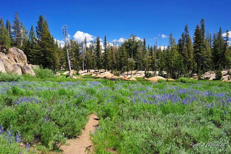 RJH_4235.JPG - This unnamed little pond always has a proliferation of lupine.