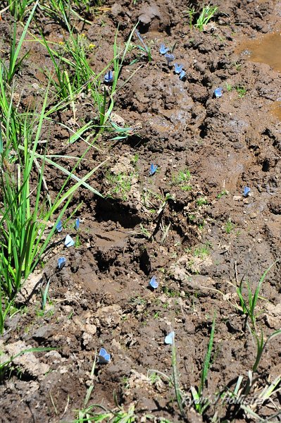 RJH_4241.JPG - Lots of little butterflies.