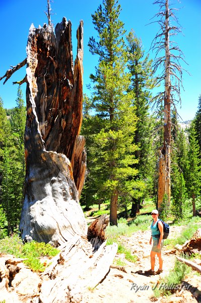 RJH_4243.JPG - The big tree has deteriorated over the years.